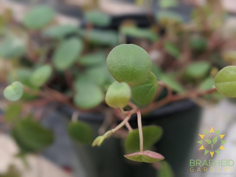 Peperomia pepperspot