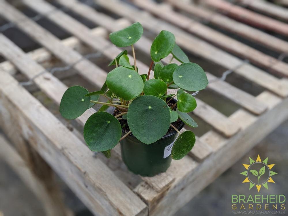 Pilea peperomioides