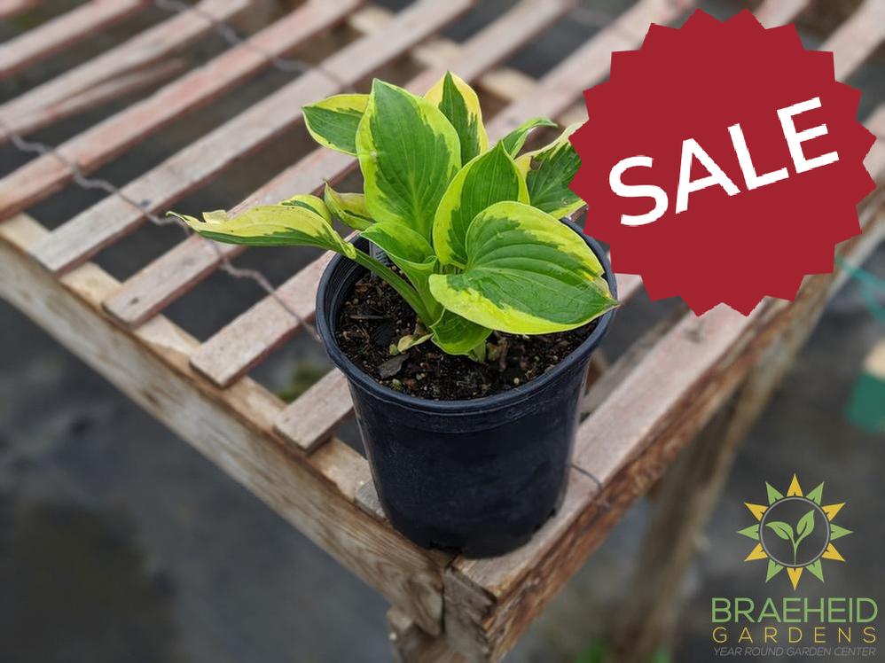 Brim Cup Hosta - NO SHIP