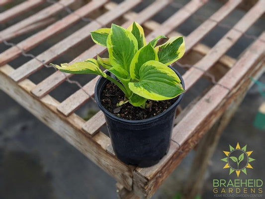 Brim Cup Hosta - NO SHIP