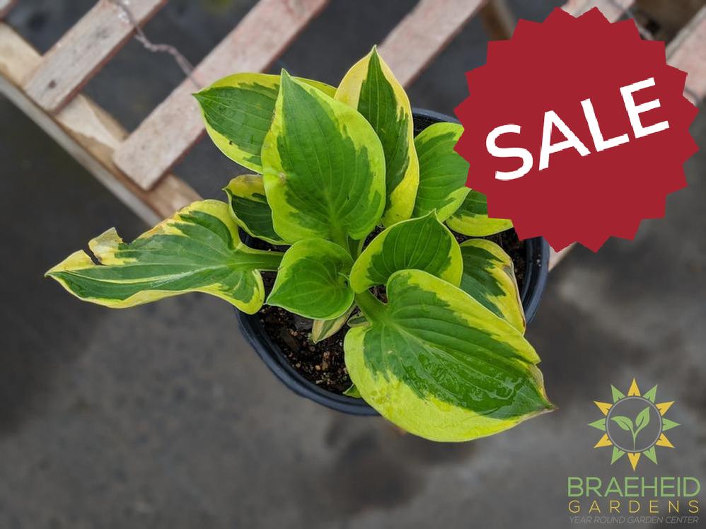 Brim Cup Hosta - NO SHIP