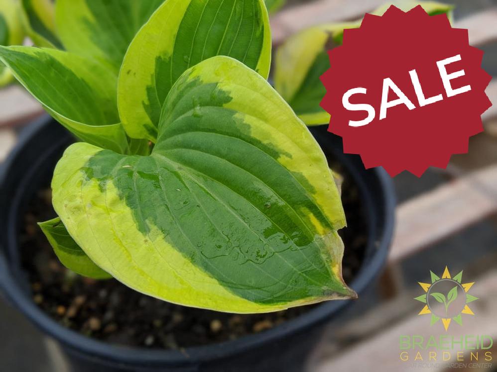 Brim Cup Hosta - NO SHIP