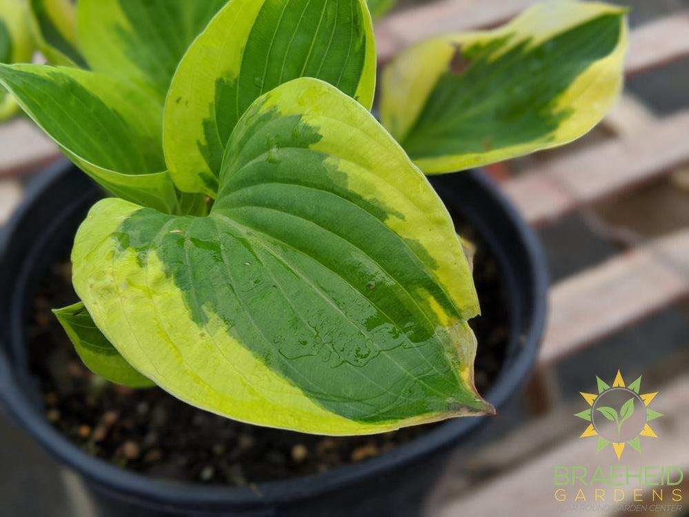 Brim Cup Hosta - NO SHIP
