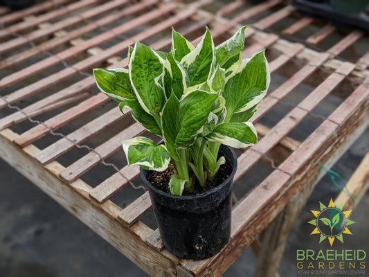 Captain's Adventure Hosta - NO SHIP