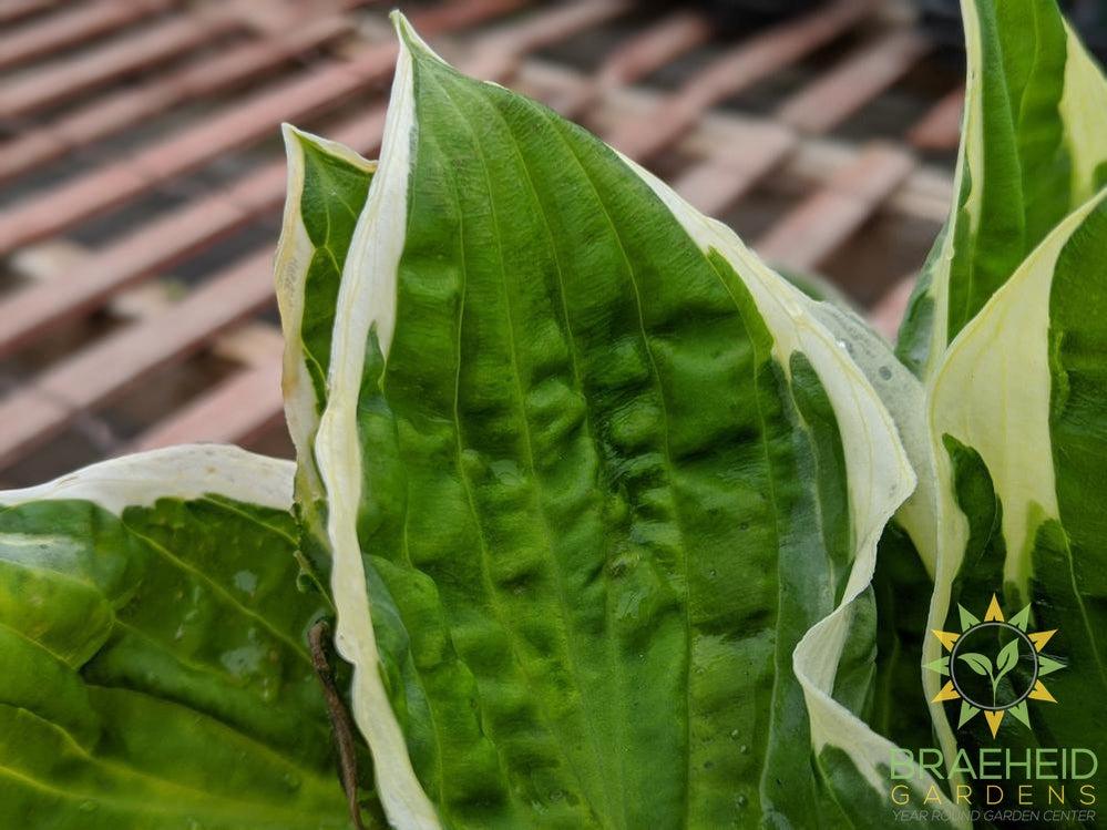 Captain's Adventure Hosta - NO SHIP