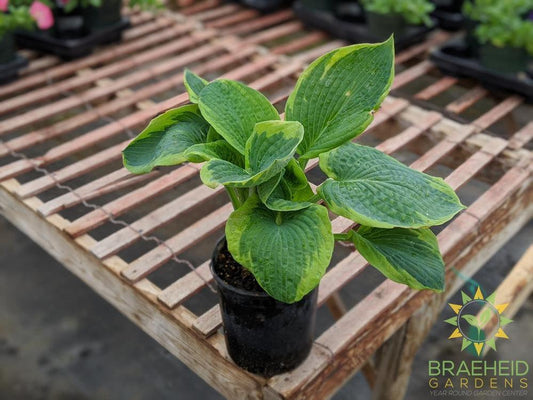 Frances Williams Hosta - NO SHIP