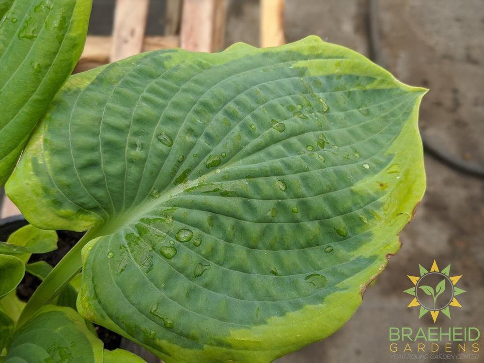 Frances Williams Hosta - NO SHIP