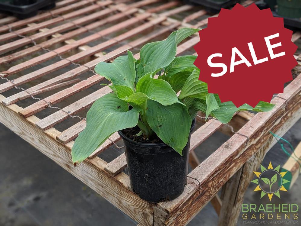 Blue Angel Hosta - NO SHIP