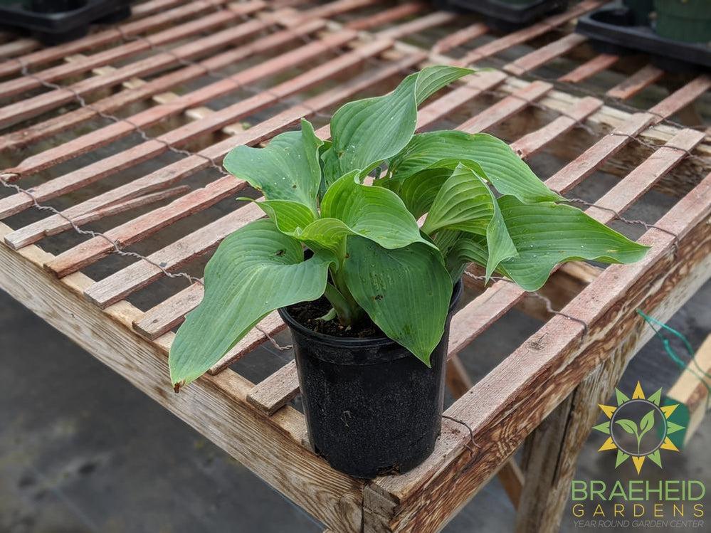 Blue Angel Hosta - NO SHIP