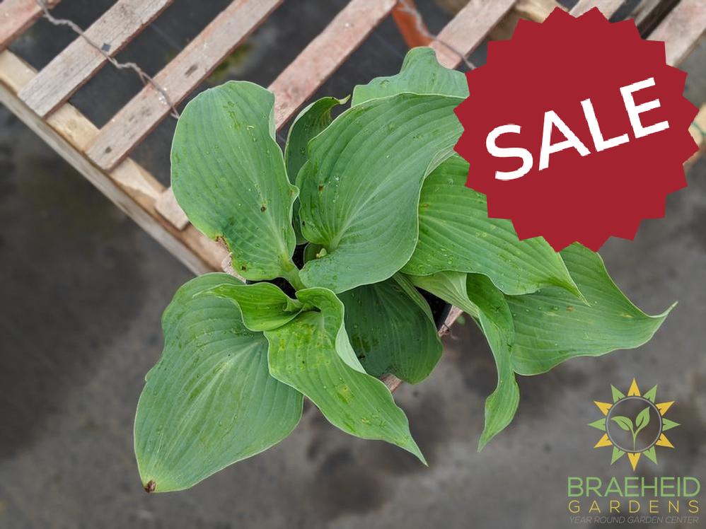 Blue Angel Hosta - NO SHIP
