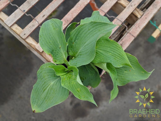 Blue Angel Hosta - NO SHIP