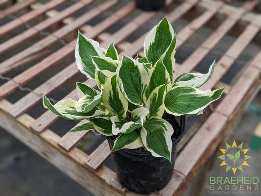 Patriot Hosta - NO SHIP