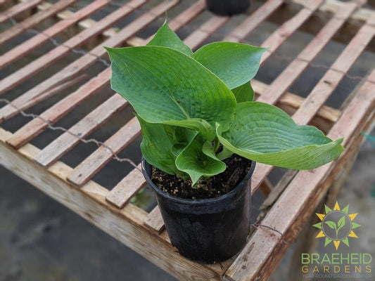 Abiqua Drinking Gourd Hosta - NO SHIP