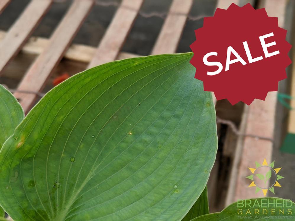 Abiqua Drinking Gourd Hosta - NO SHIP