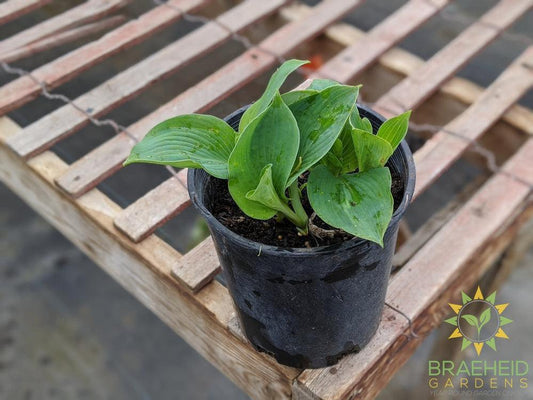 Love Pat Hosta - NO SHIP