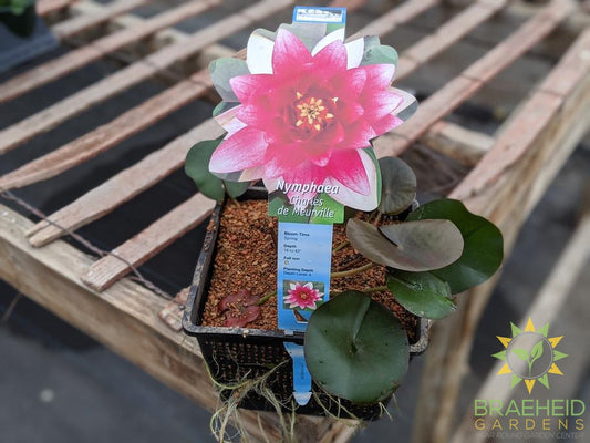 Nymphaea Charles De Meurville - Water Lily