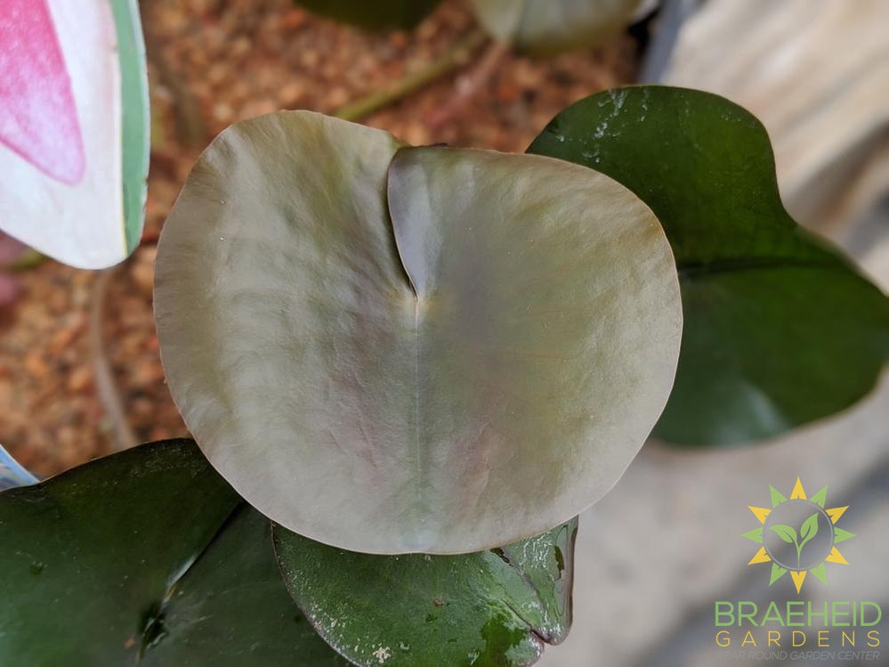 Nymphaea Charles De Meurville - Water Lily
