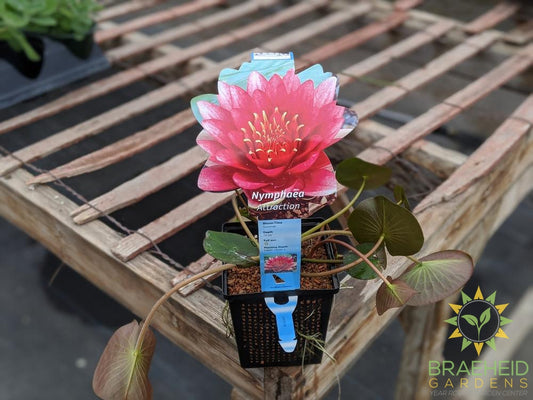 Red Hardy Water Lily - Water Plant