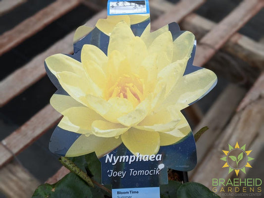 Nymphaea Joey Tomocik
