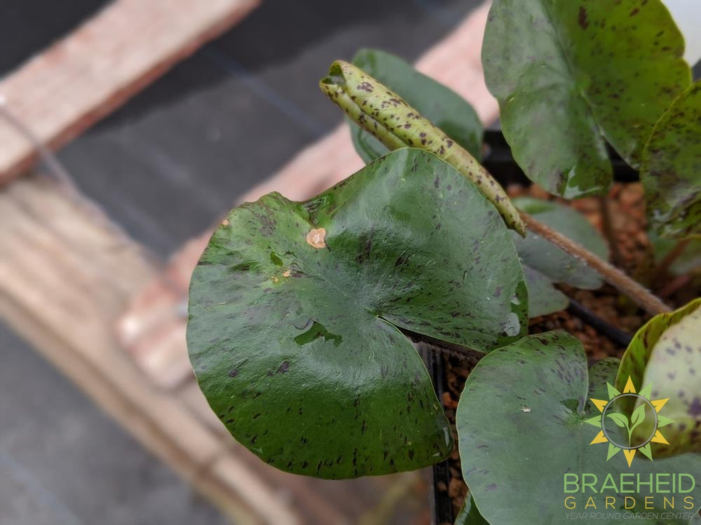 Nymphaea Joey Tomocik