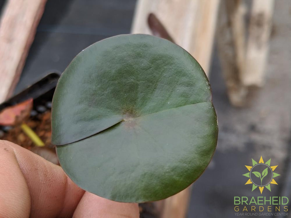 Nymphaea Perry's Almost Black