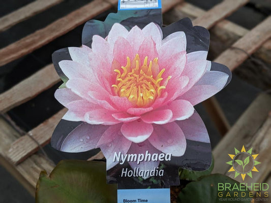 Nymphaea Hollandia