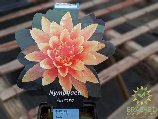 Nymphaea Aurora Mini Orange