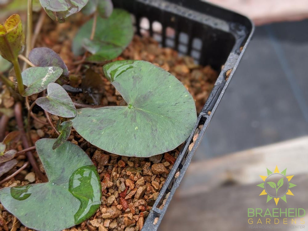 Nymphaea Aurora Mini Orange