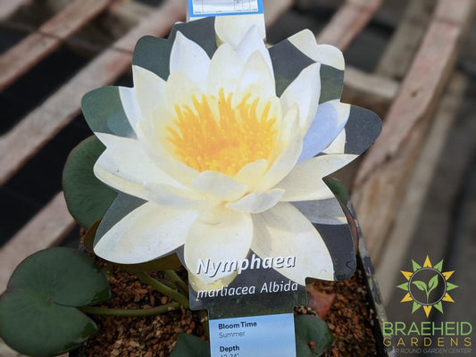 Nymphaea White Albida