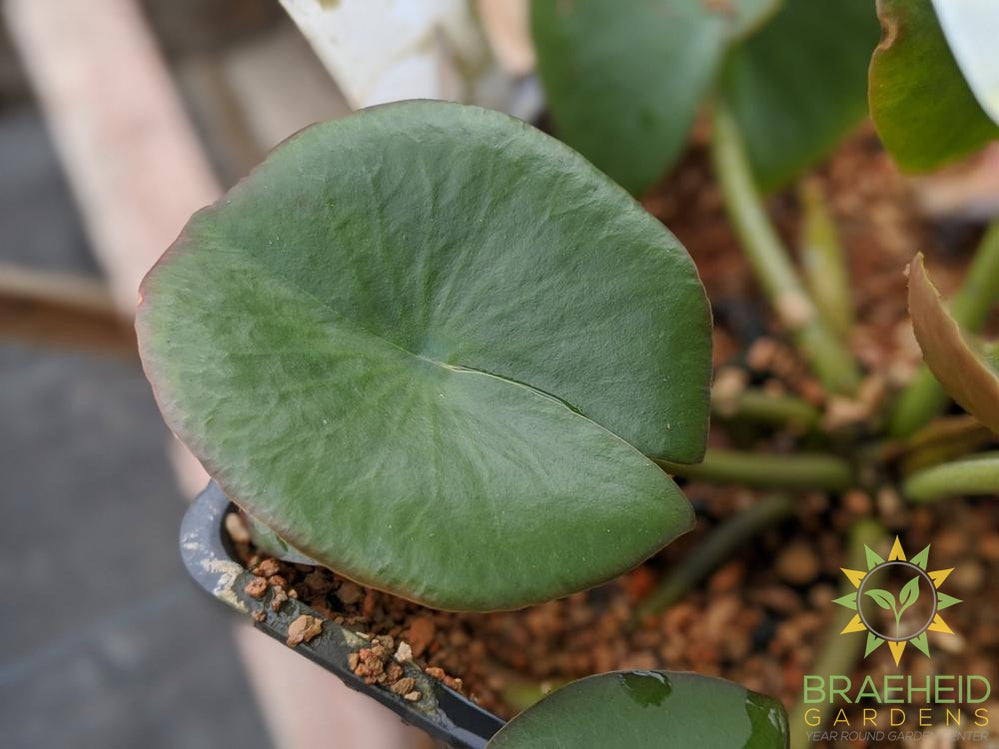 Nymphaea White Albida