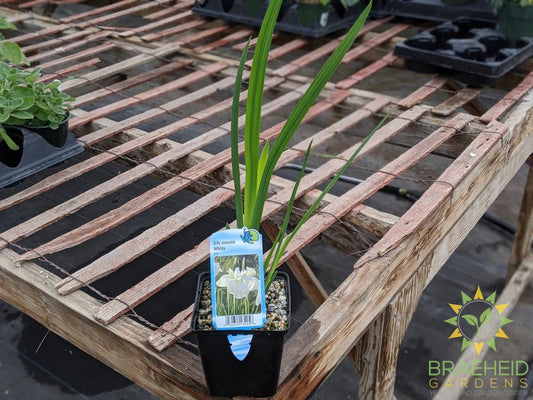 Iris Ensata White