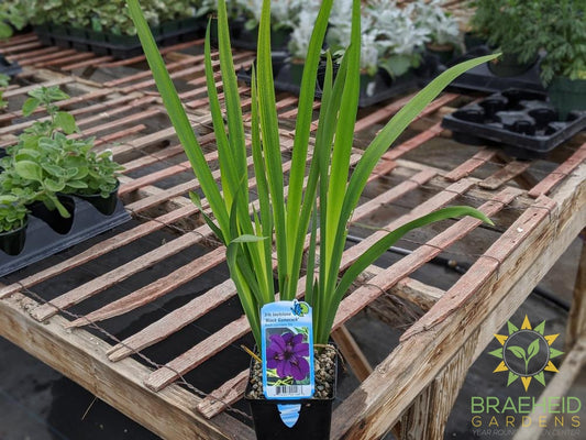 Iris Louisiana Black Gamecock