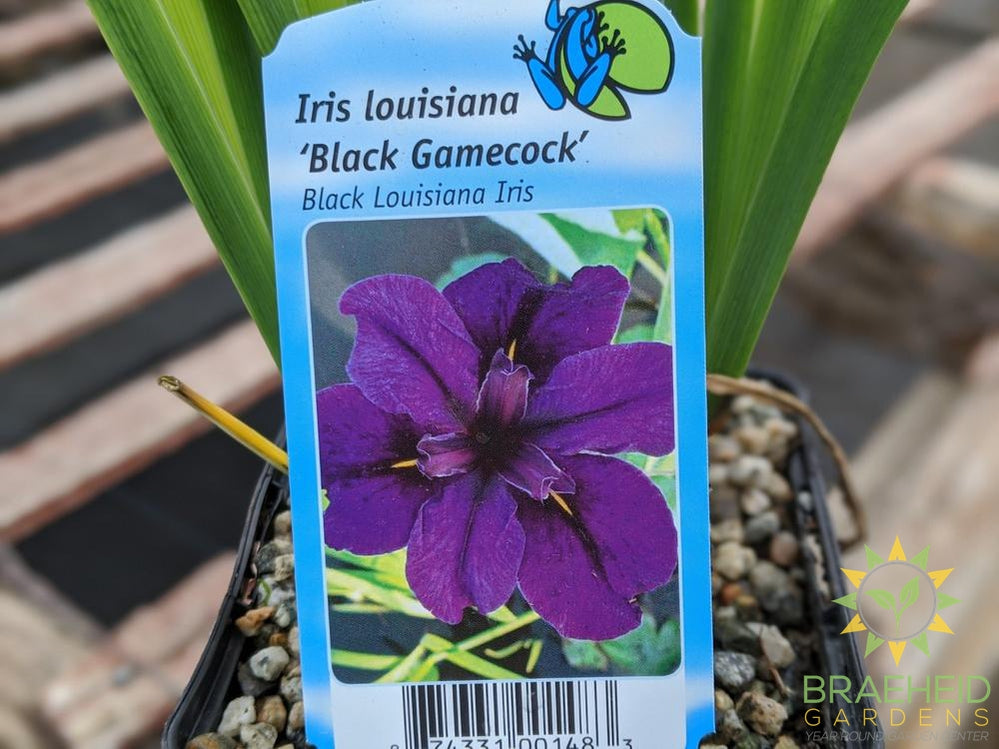 Iris Louisiana Black Gamecock