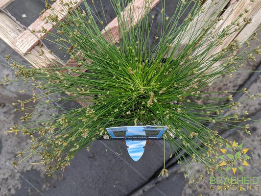 Scirpus Cernuus Fiber Optic Grass