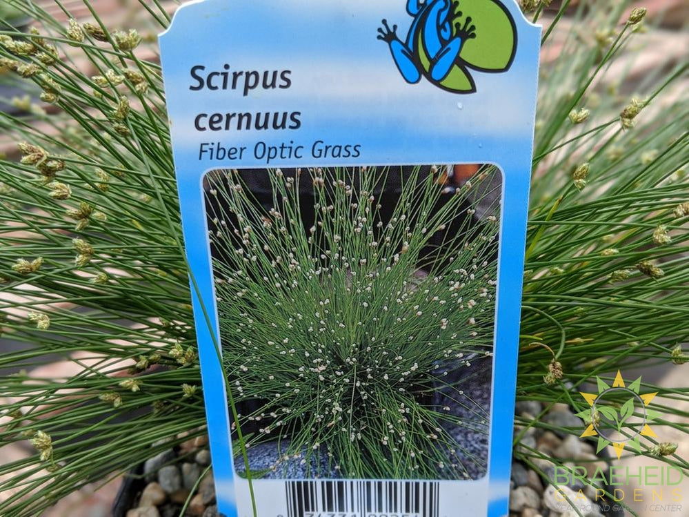 Scirpus Cernuus Fiber Optic Grass