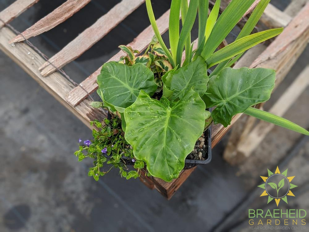 Aquabasket Alocasia Elephant Ear - Water Plant