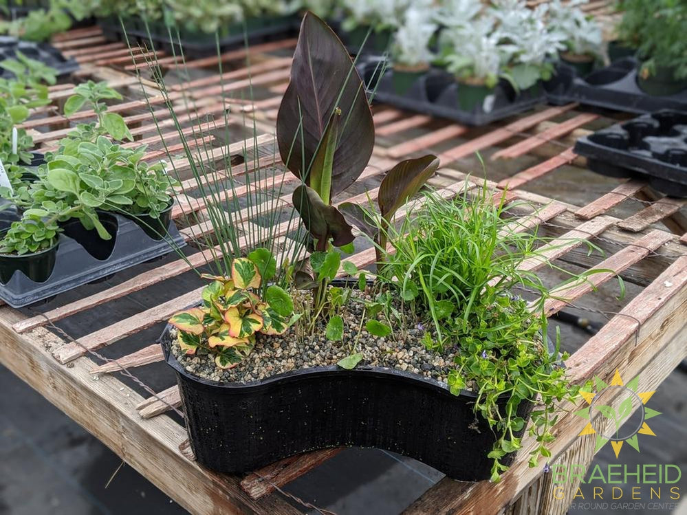 Aquakidney Basket Deluxe Canna - Water Plant