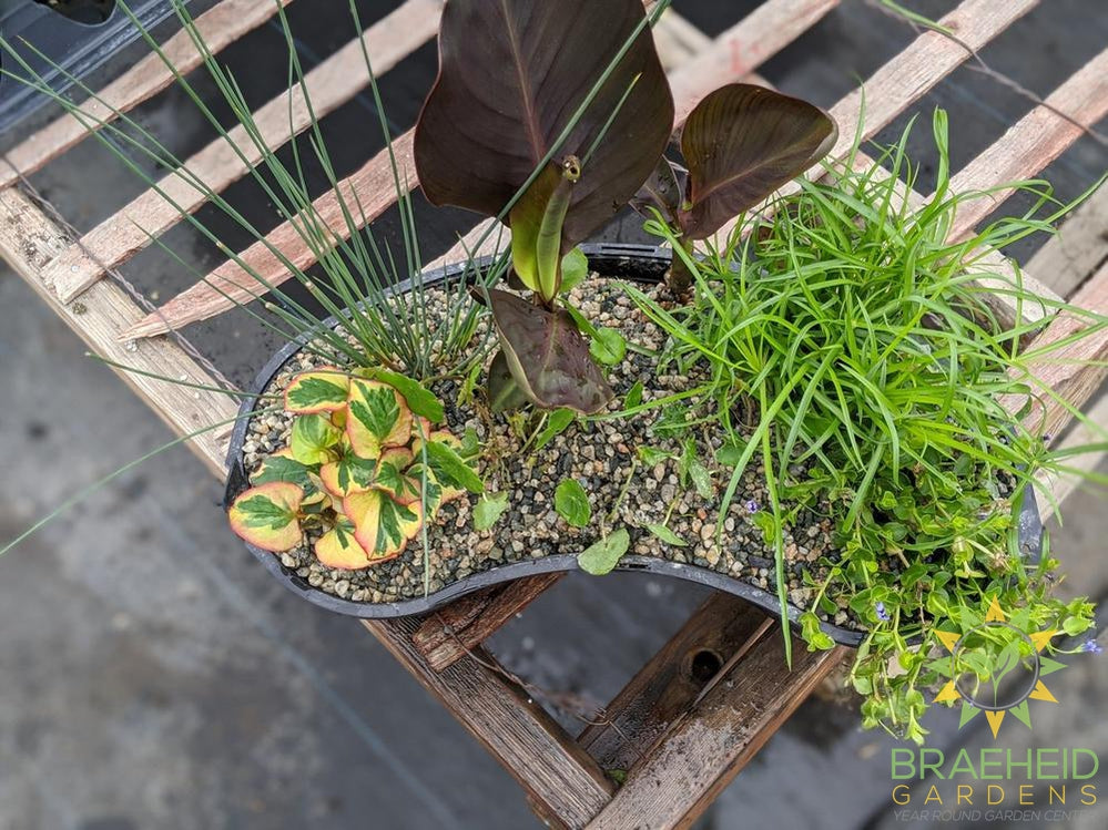 Aquakidney Basket Deluxe Canna - Water Plant