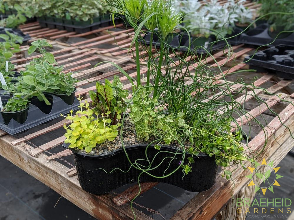 Aquakidney Basket Deluxe Cyperus - Water Plant