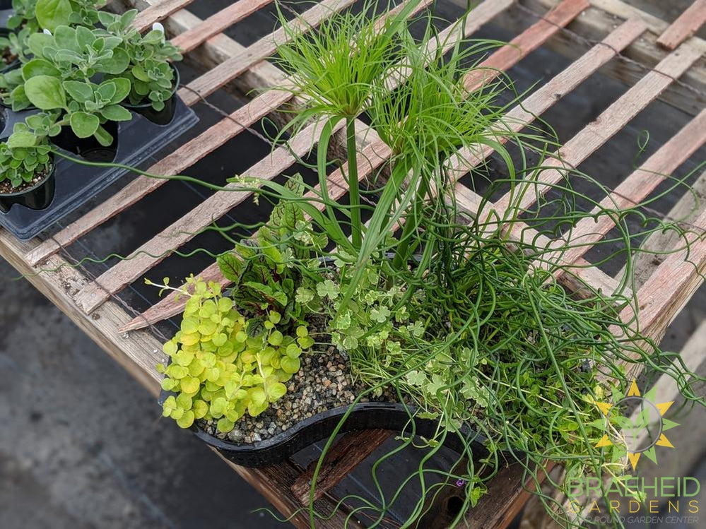 Aquakidney Basket Deluxe Cyperus - Water Plant