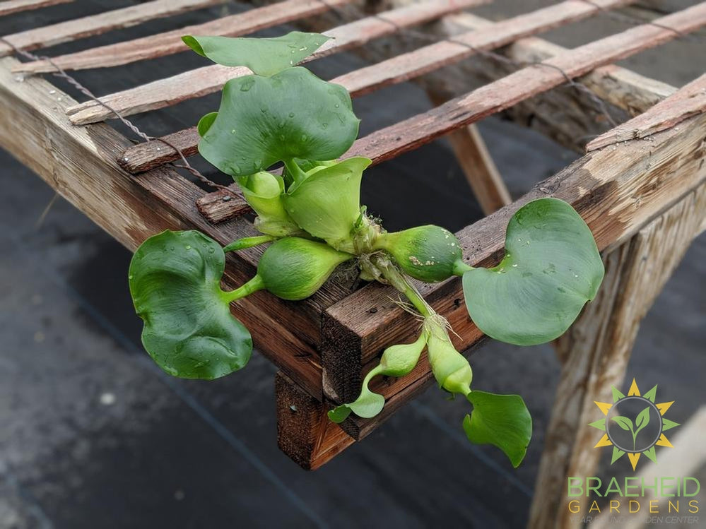 Water Hyacinth Jumbo