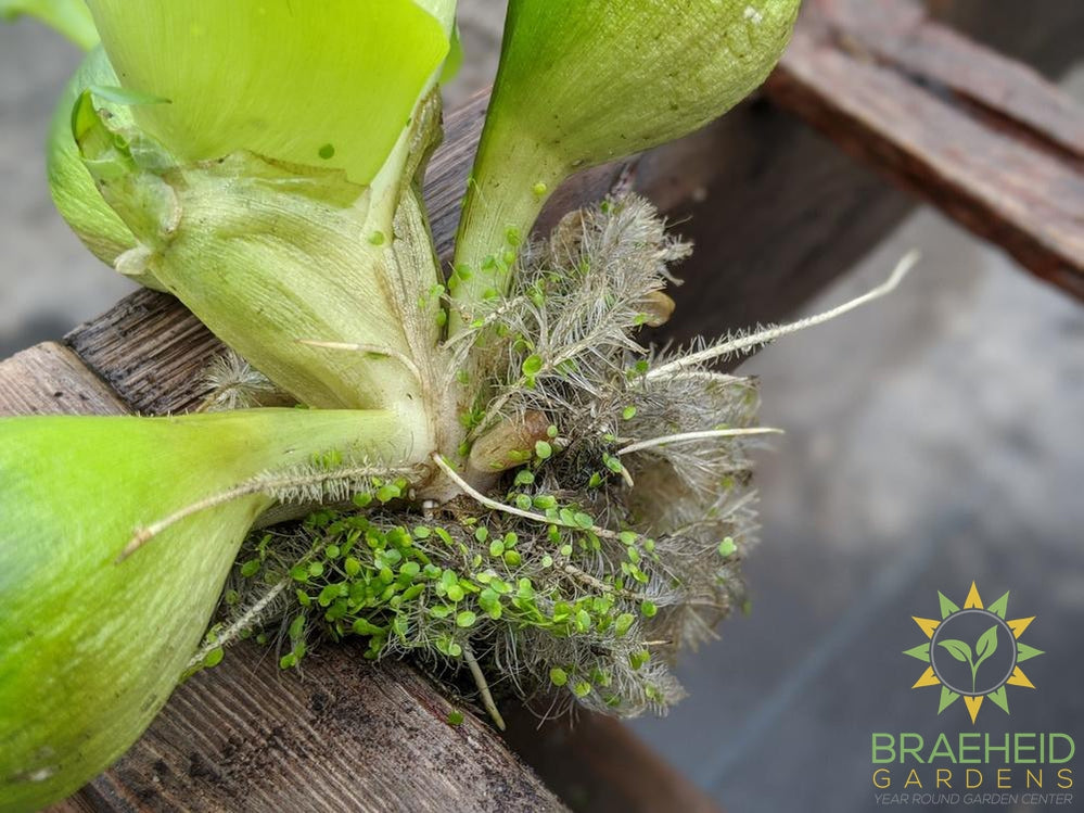 Common Water Hyacinth Jumbo