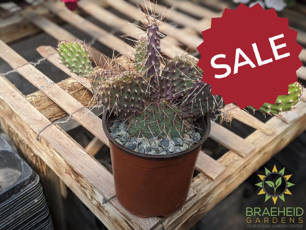 Opuntia Polycantha 'Purple Desert' - Cold Hardy