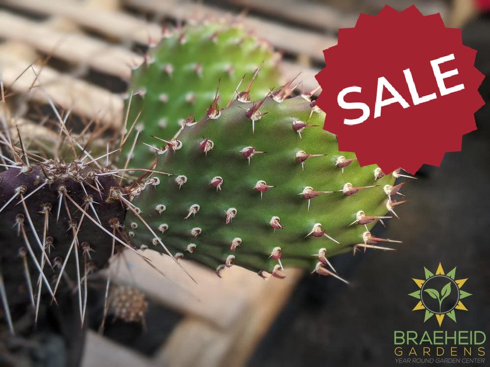 Opuntia Polycantha 'Purple Desert' - Cold Hardy