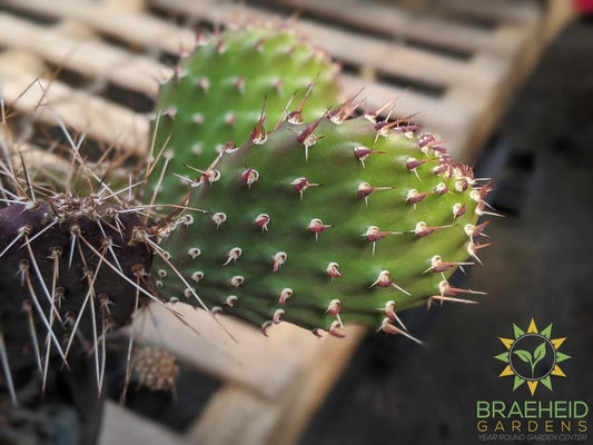 Opuntia Polycantha 'Purple Desert' - Cold Hardy