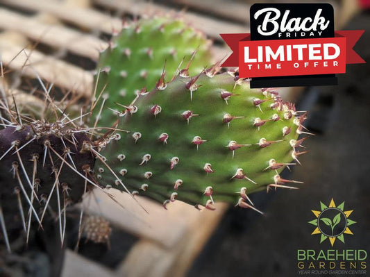 Opuntia Polycantha 'Purple Desert' - Cold Hardy