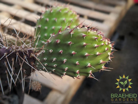 Opuntia Polycantha 'Purple Desert' - Cold Hardy