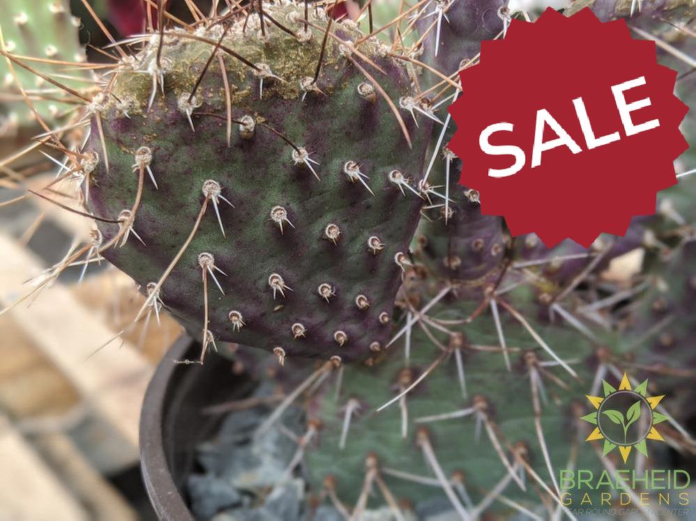 Opuntia Polycantha 'Purple Desert' - Cold Hardy