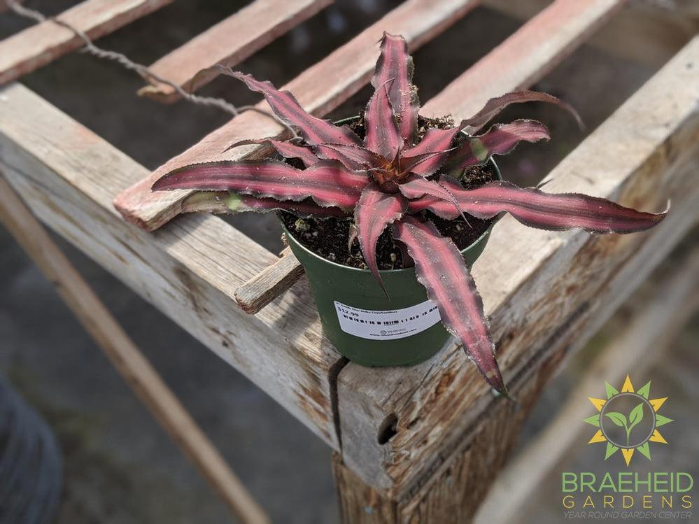 Earth Star Cryptanthus