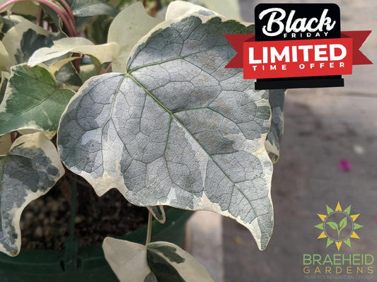 Variegated Algerian Ivy Hanging Basket